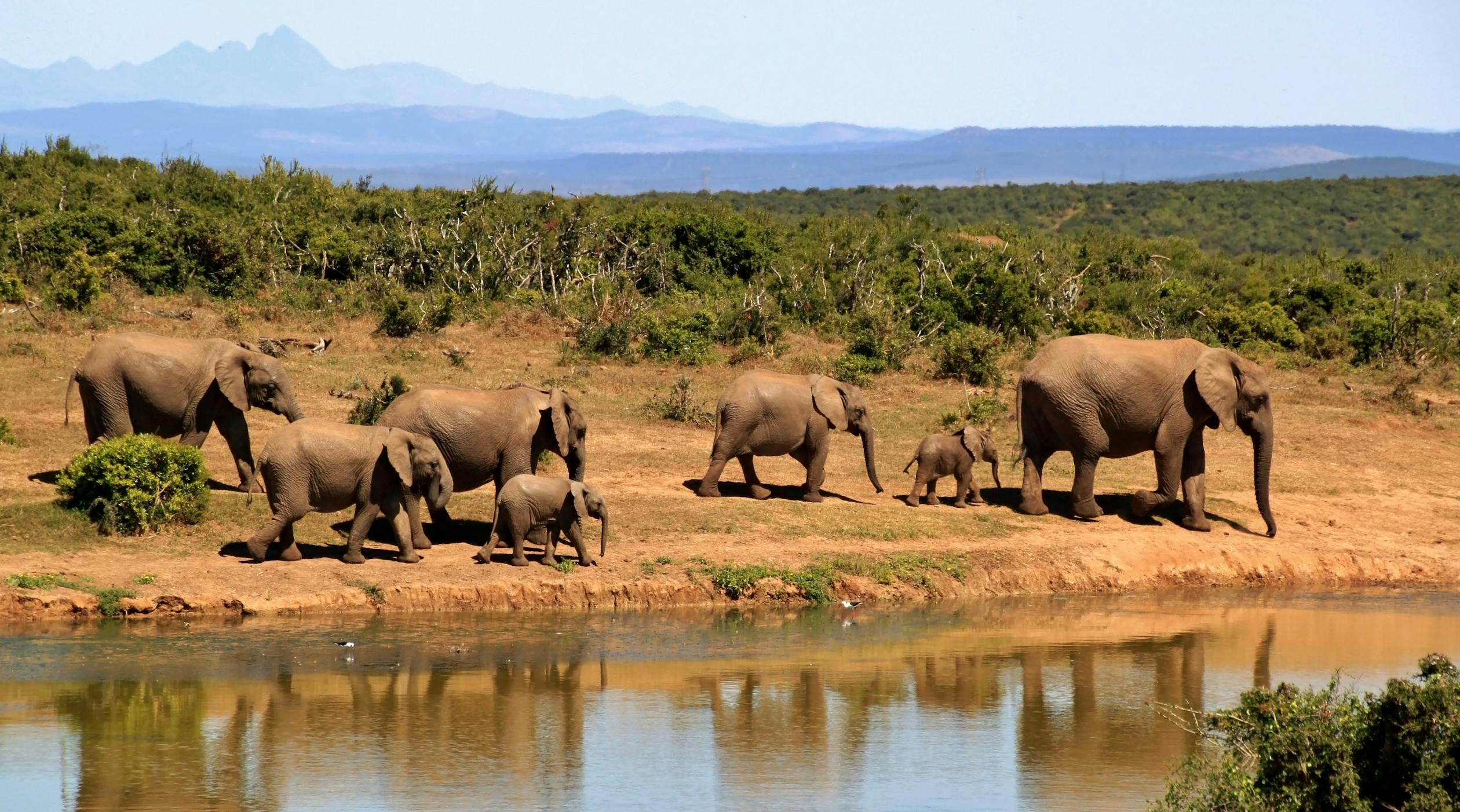 Planning an African Safari: Top Destinations and Travel Tips