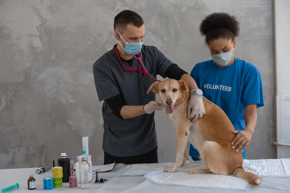 Animal Health Insurance: Protecting Your Pets with Comprehensive Coverage