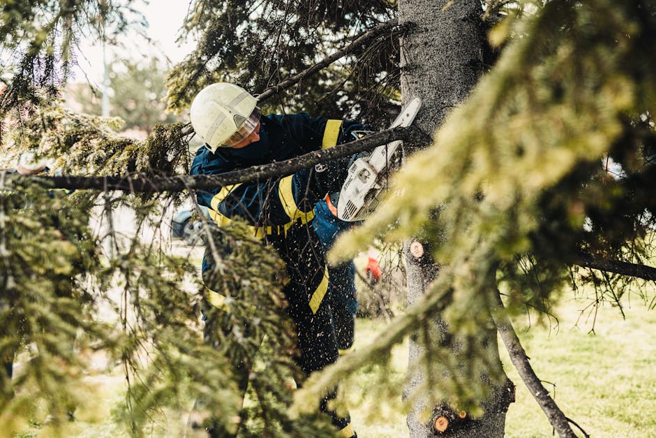 Finding an Arborist Service Near You: Ensuring the Health and Safety of Your Trees